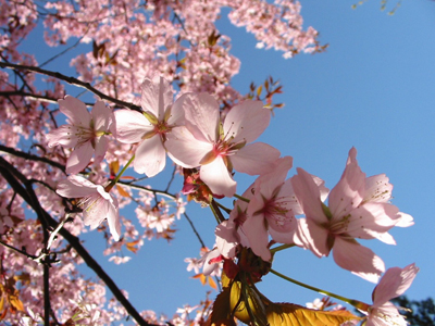 Una fioritura primaverile