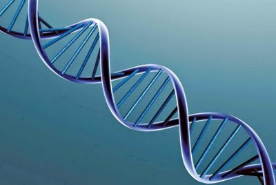 Una rappresentazione della molecola di Dna