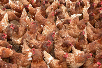 Un gruppo di galline