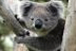 Riscaldamento globale minaccia koala Australiani - ANSA.it