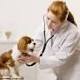 Veterinaria va meglio di medicina, ecco i risultati dei test per l ... - Il Sole 24 Ore