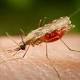 Infettare zanzare per limitare malaria - Corriere della Sera