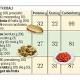 Più calorie a pranzo (e meno a cena) - Corriere della Sera