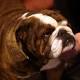 Anche i cani fanno il lifting: in 4 anni interventi aumentati dell'80% in ... - Padova News