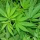 Cannabis ad uso terapeutico - Come verranno coltivate le nuove ... - aciclicoMagazine