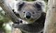 Riscaldamento globale minaccia koala Australiani - ANSA.it