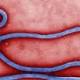 Sintomi virus Ebola e ultime notizie: in Italia casi sospetti ma nessun ... - Blasting News