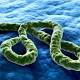 Ebola medico Emergency reagisce bene alle terapie - Fidelity News