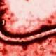 Medico italiano contagiato dal virus Ebola - Blasting News